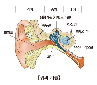 귀의 구조