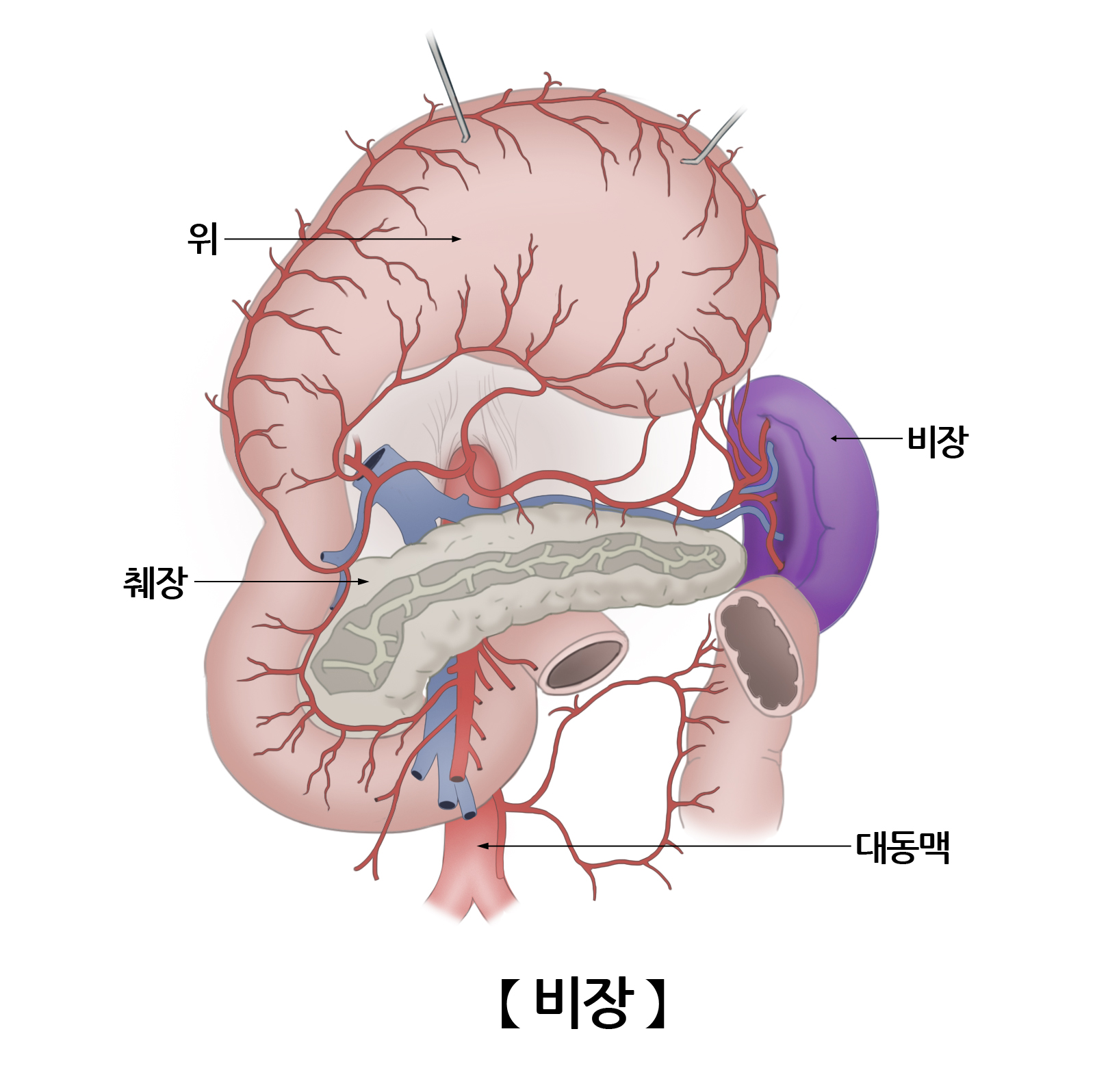 비장