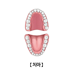 치아