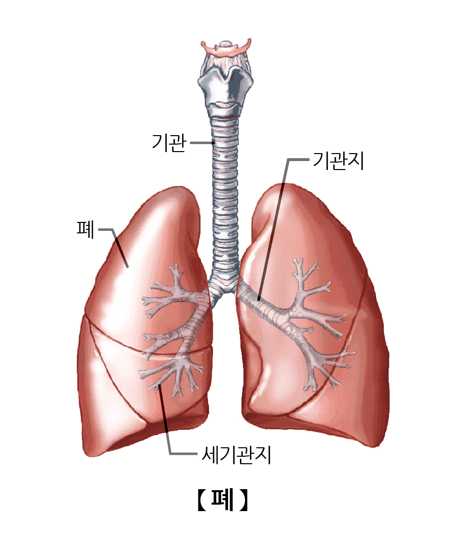 폐