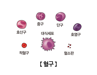 혈구