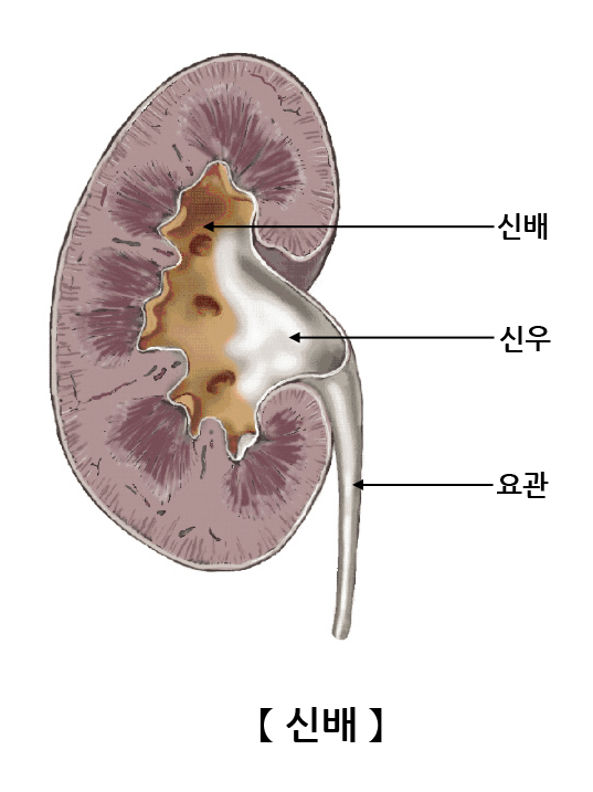 신배