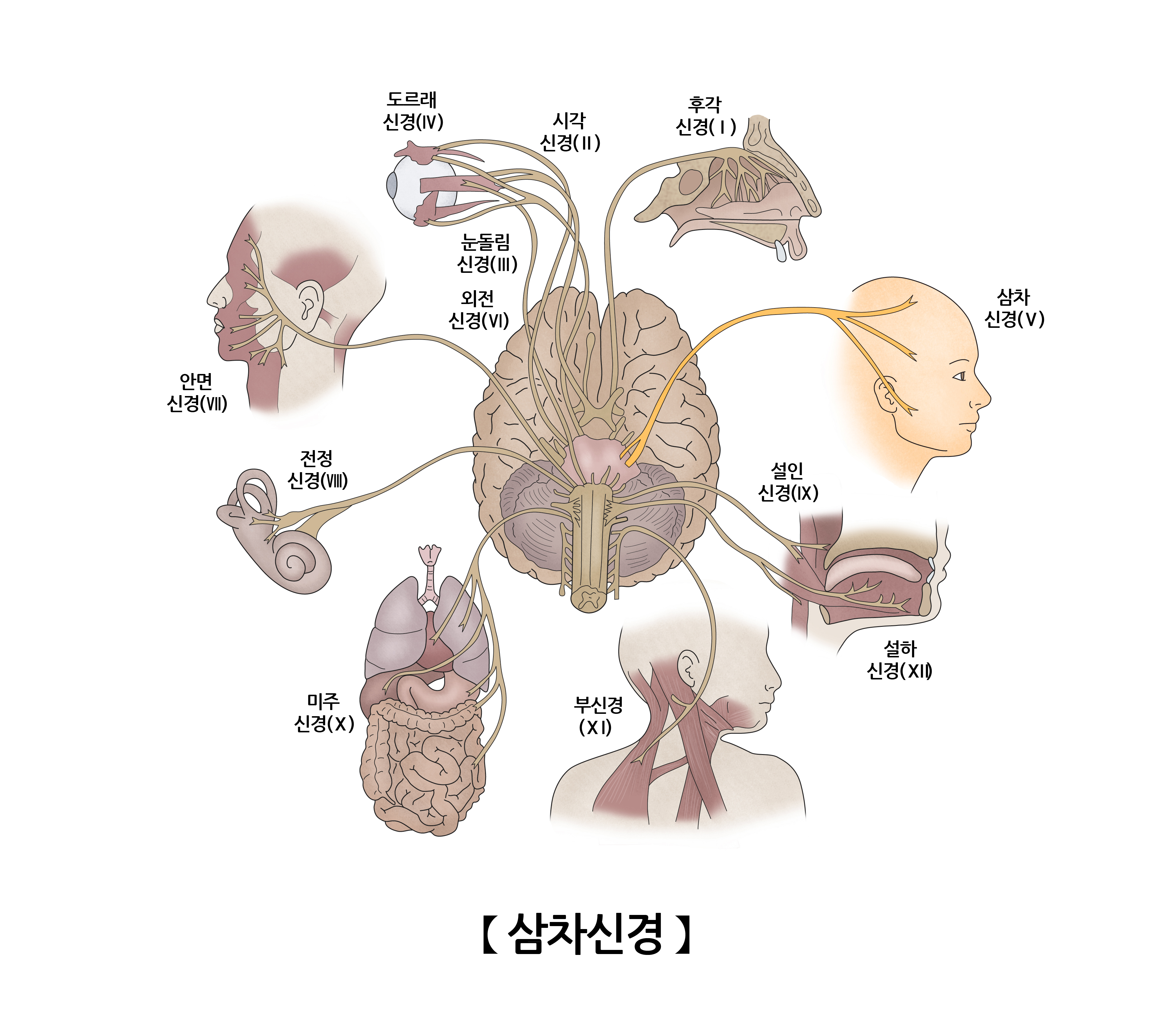 삼차신경